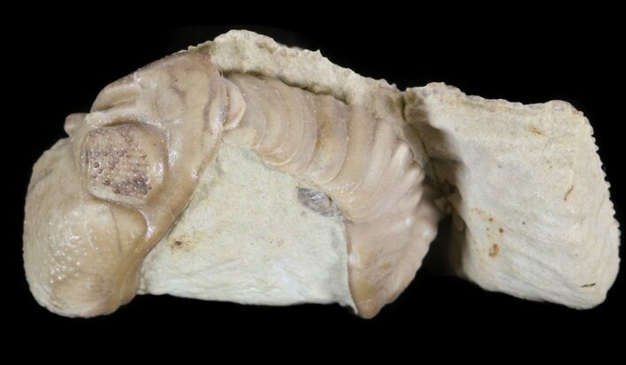 Bargain Kainops Trilobite With Bryozoan - Oklahoma #42847